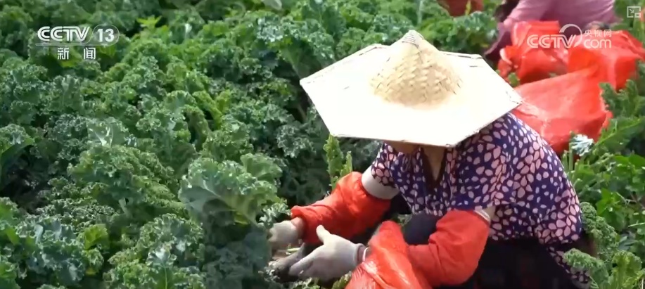 出售“蔬菜”的跨境茶店很难成为新的最爱。解