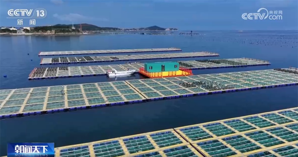 海洋牧场迎来海胆丰收季特色养殖丰盈“蓝色粮仓”(图3)