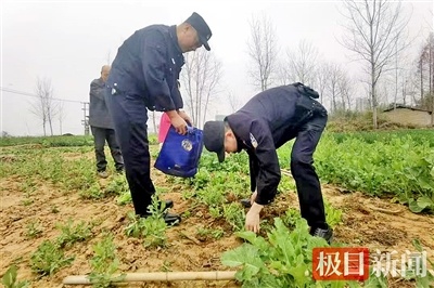 种植园是非法的！今年，来自湖北的21人遭到刑事