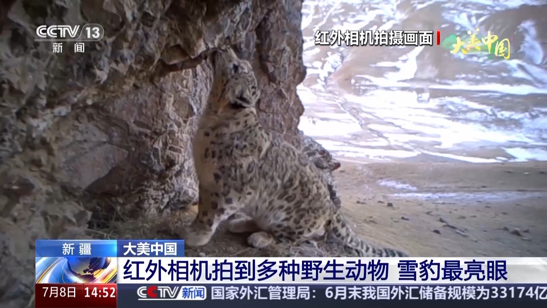 红外相机拍到多种珍稀野生动物 雪豹成为主角