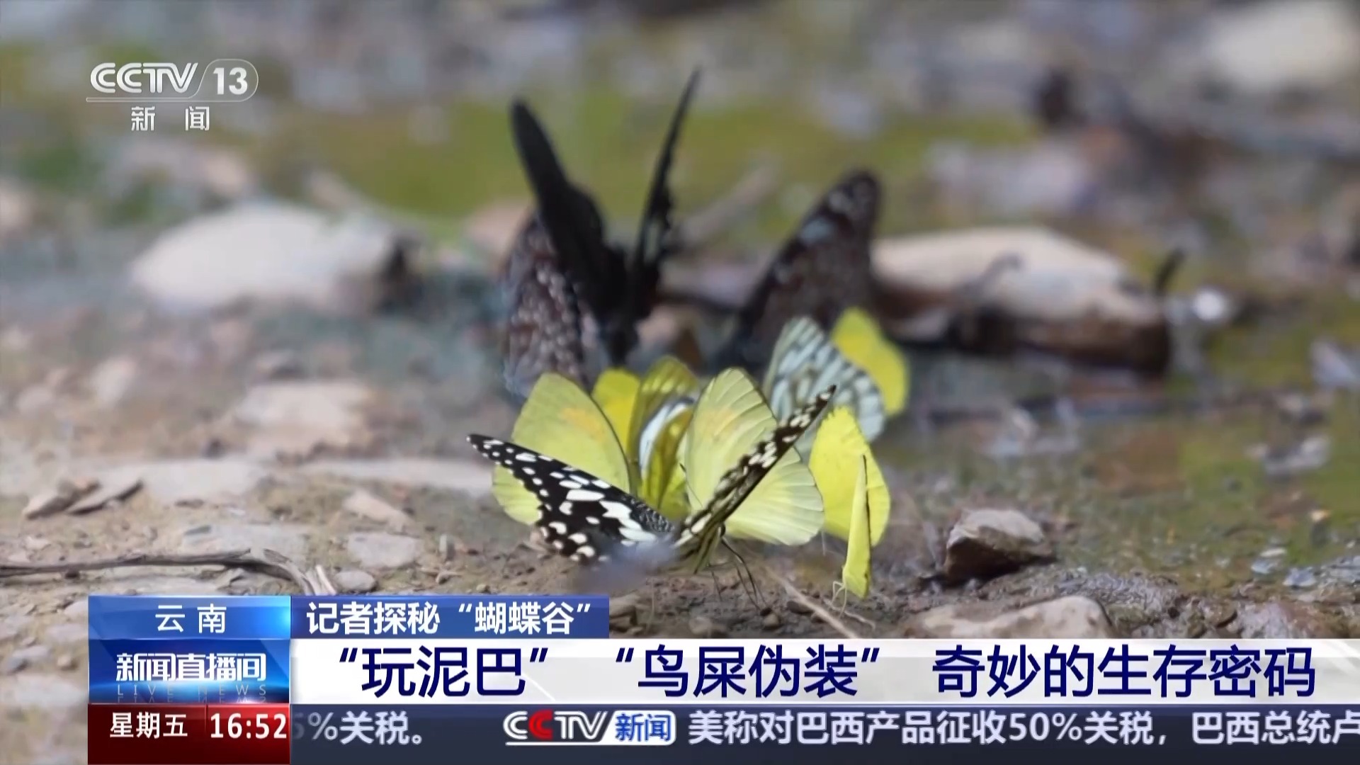 探秘“蝴蝶谷”小翅膀撬动生态经济大产业(图3)