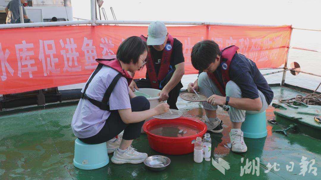 鸡蛋产卵击中了一个新的！三个峡谷水库的生态