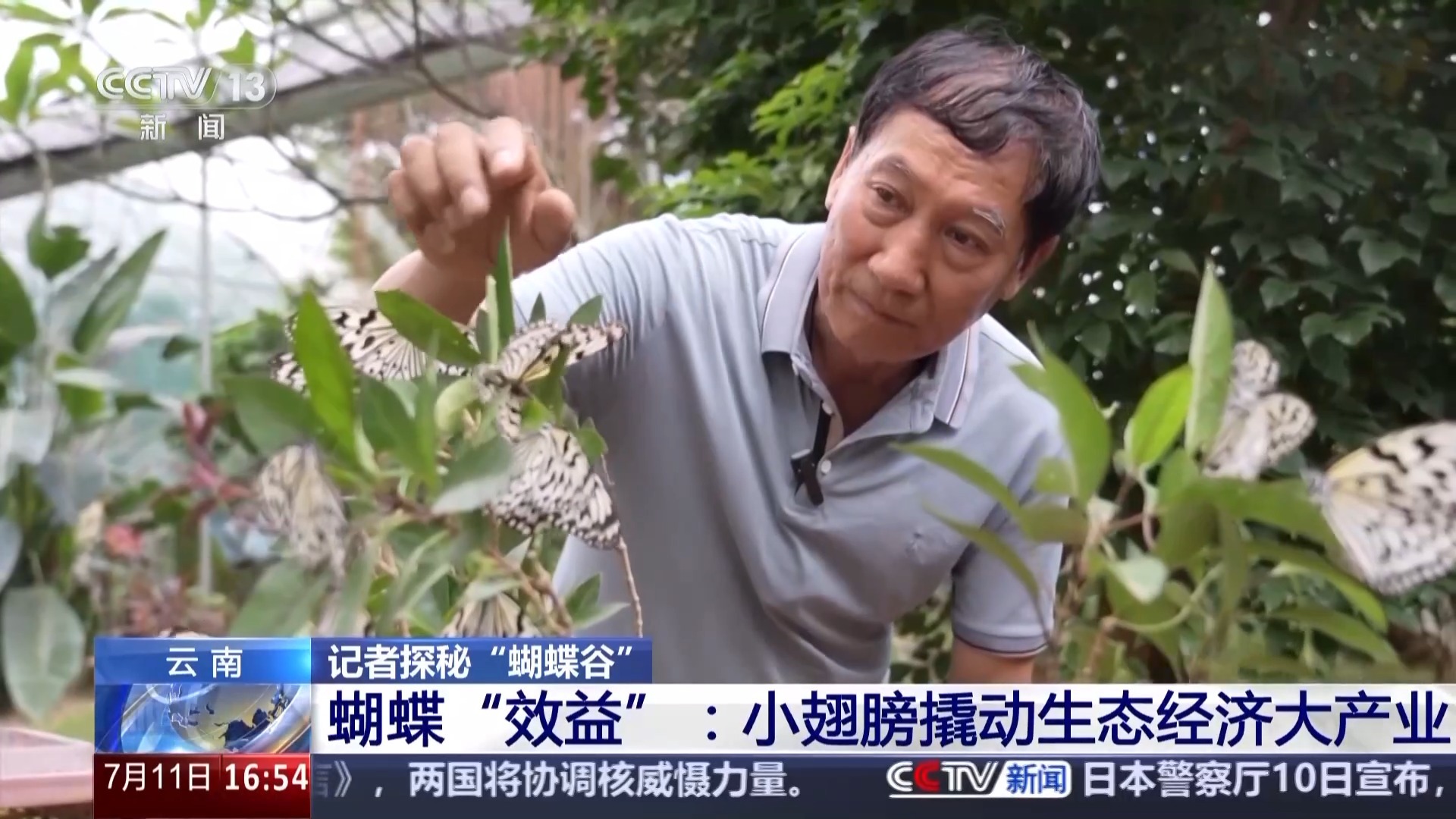 探秘“蝴蝶谷”小翅膀撬动生态经济大产业(图5)