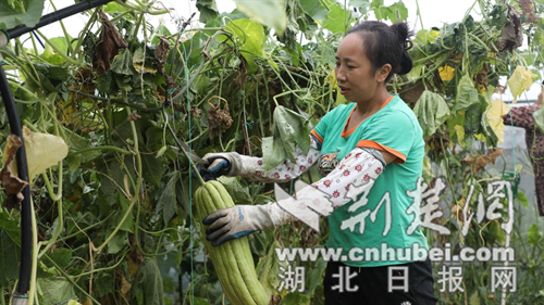 小型种子活着：在马西亚杜镇Zu Shan县Siyan市的工