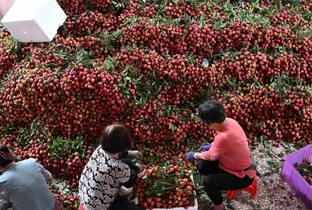 荔枝壳煮水去火，真能行？