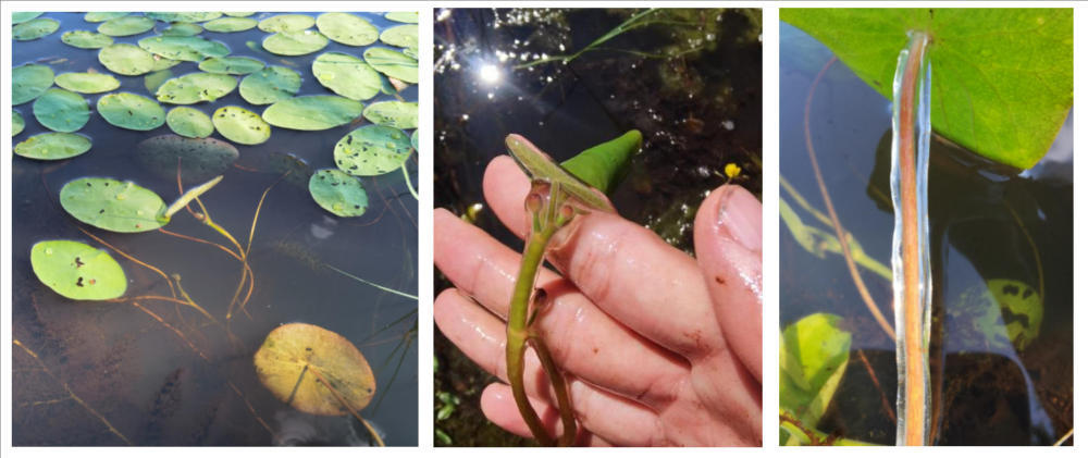 时隔30余年 黑龙江再发现国家二级维护野生植物莼菜