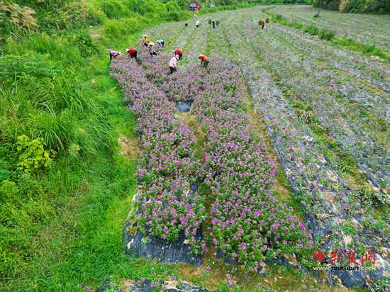 Qichun县Wulidun Village：第三纪念行业盛开，富有W