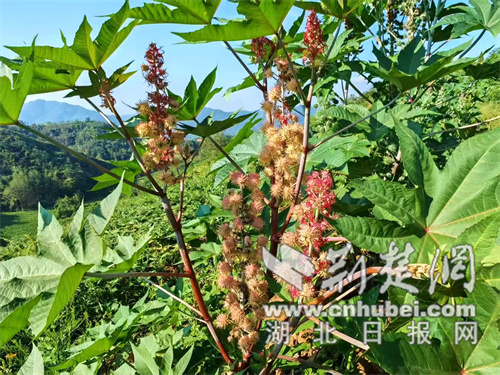 Zhushan，Hubei：小蓖麻繁殖大型行业