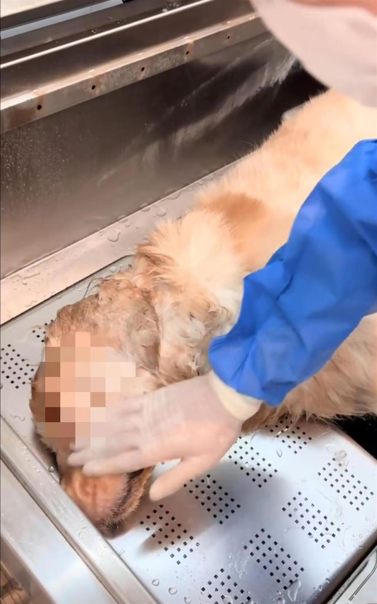 极目锐评｜网红金毛犬疑在饭馆蹭空调被打死，争辩“人命重要仍是狗命重要”是跑偏了
