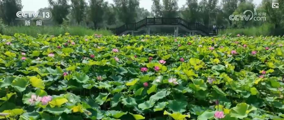 万亩莲海铺就致富路 三产交融激活村庄复兴