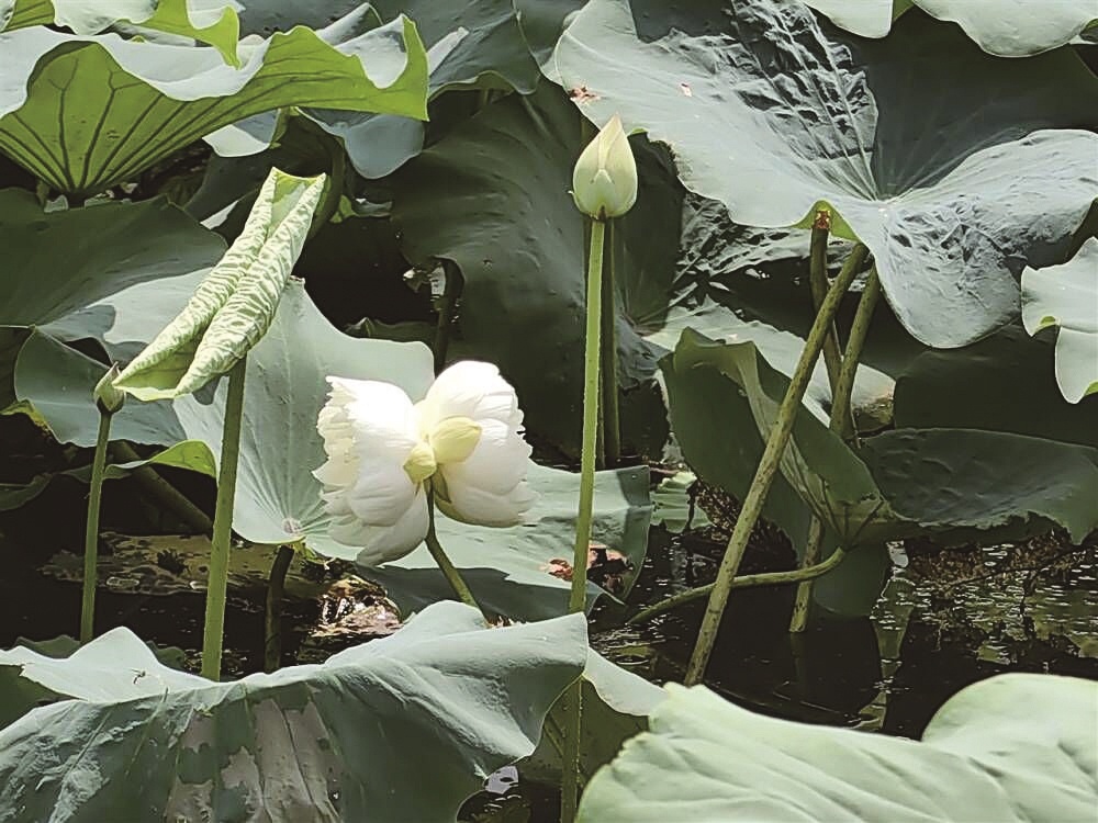 呈现概率十万分之一 并蒂莲开