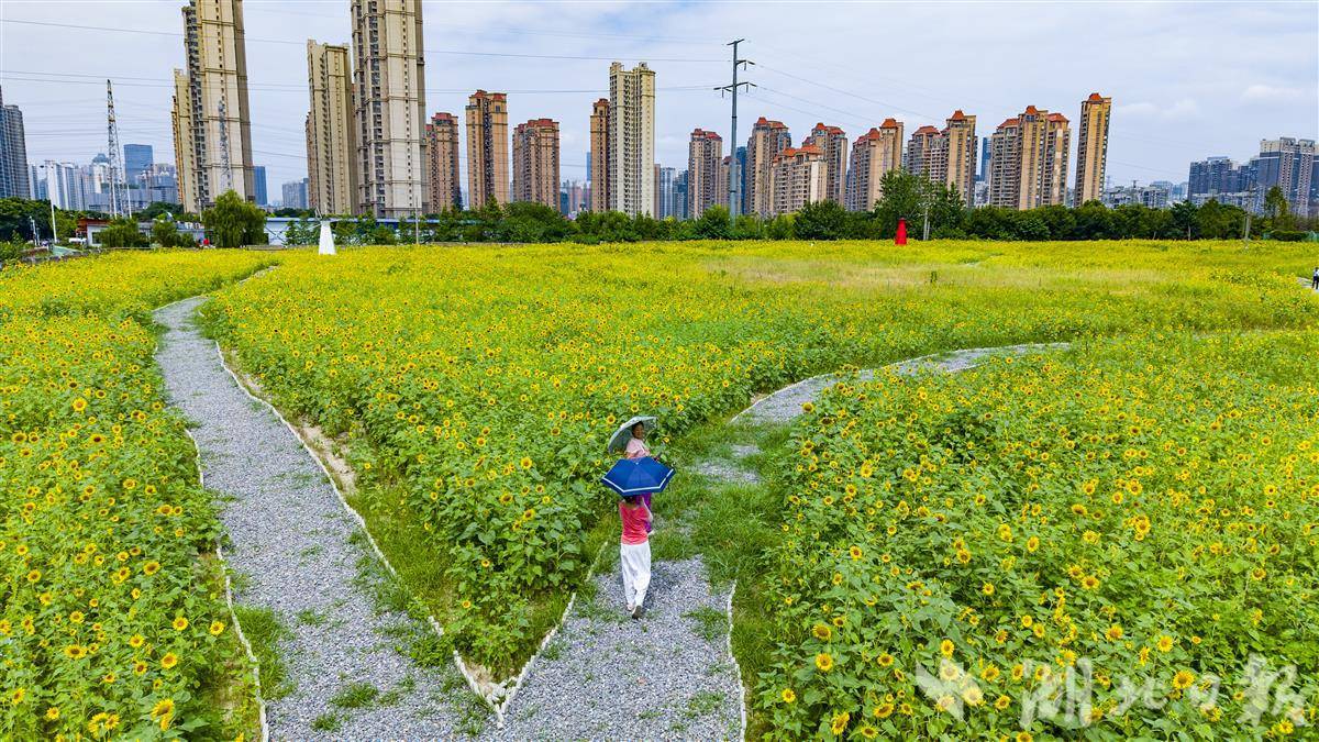 武汉市区最大的向日葵花海行将免费敞开