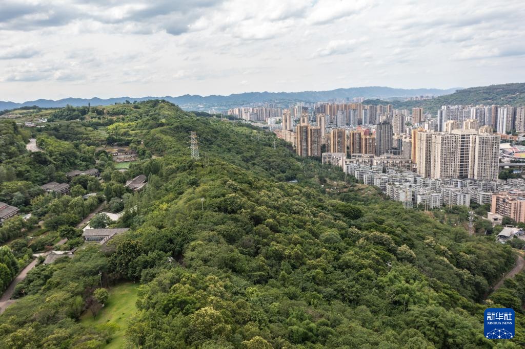 中国城市，杨江Y：城市森林中的悬崖中的“成长