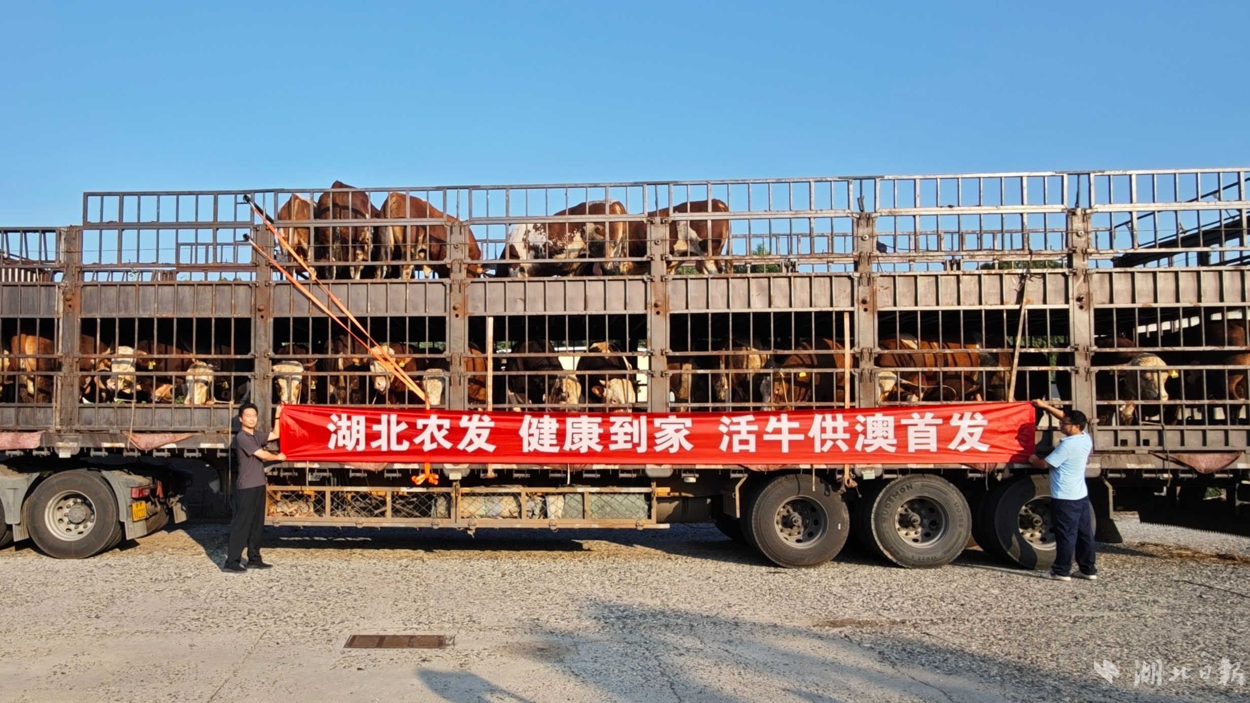 湖北的高质量活牛首次向澳门市场提供
