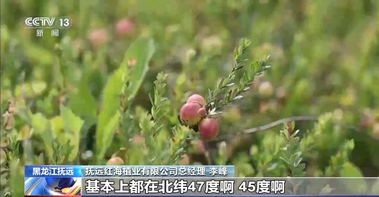 从黑色土壤到太空解锁家庭蓝莓的一种创