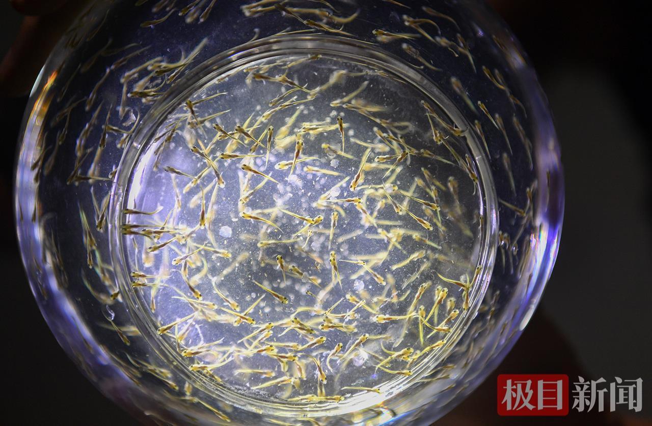 渔三代孙梦：鱼儿就像我的孩子，我能够听见它的呼吸