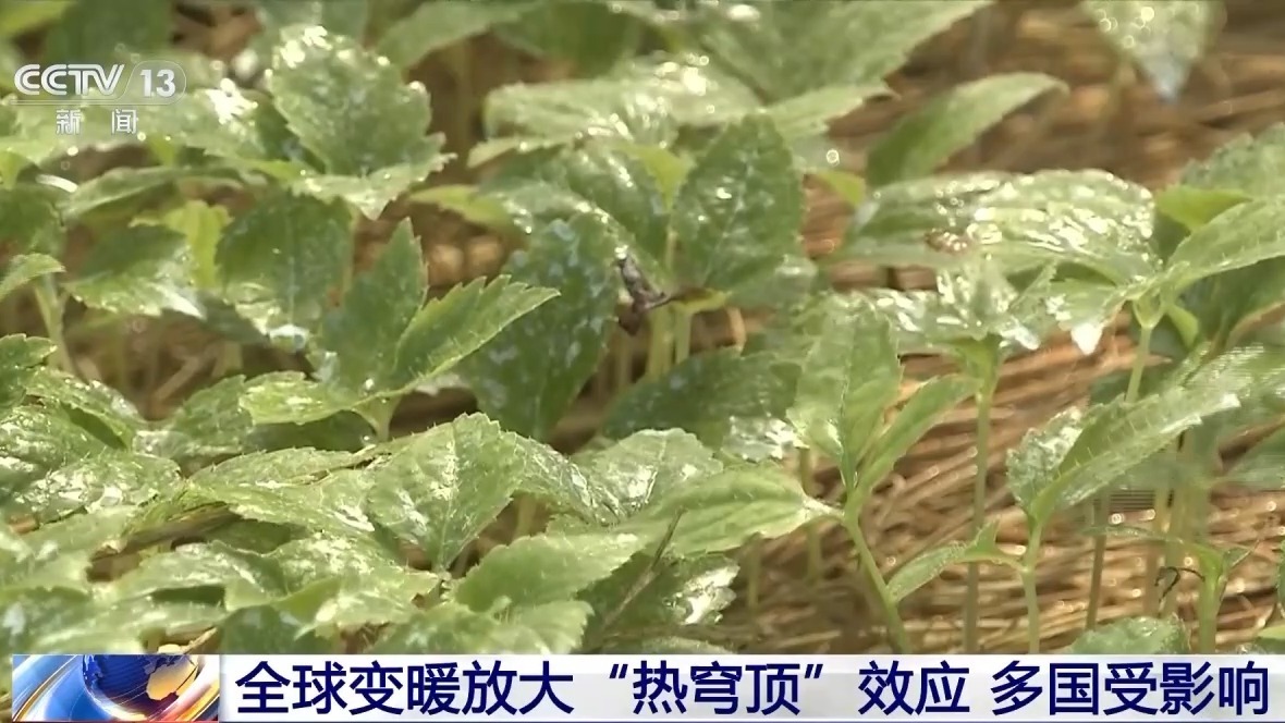 多国气温破纪录 大气环流反常导致极点高温气候