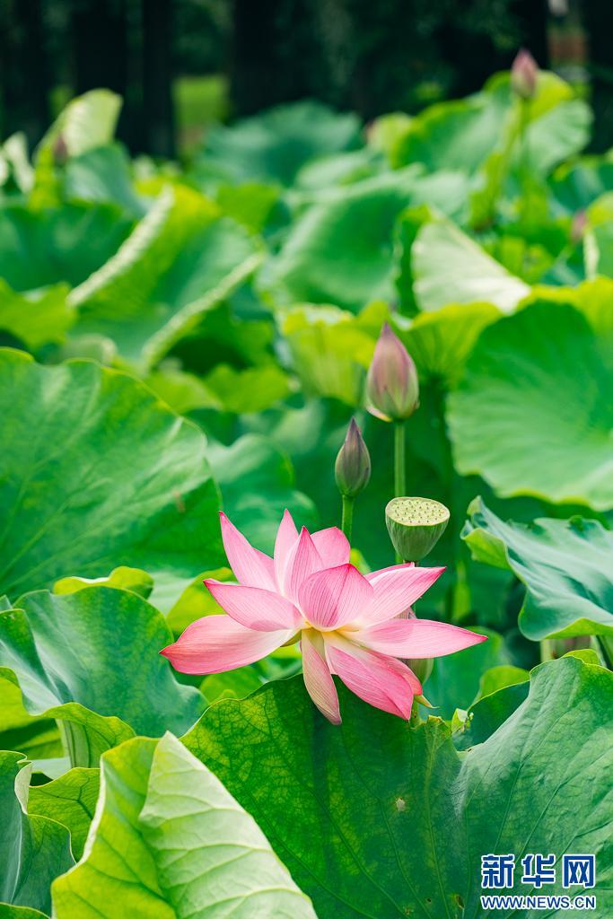 昆明荷花初绽 古典园林夏韵浓