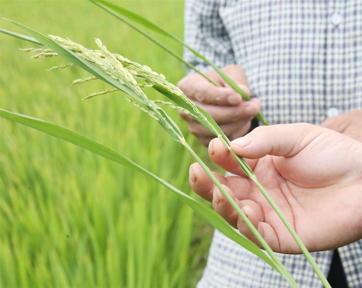 估计湖北省下半年农作物病虫害中等产生