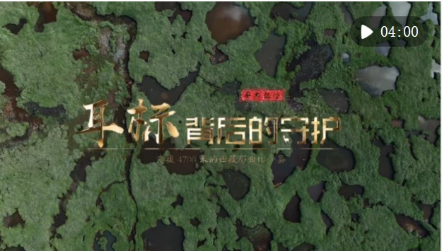 从深圳深圳的“先驱母牛”到藏族的“ Yak的危险