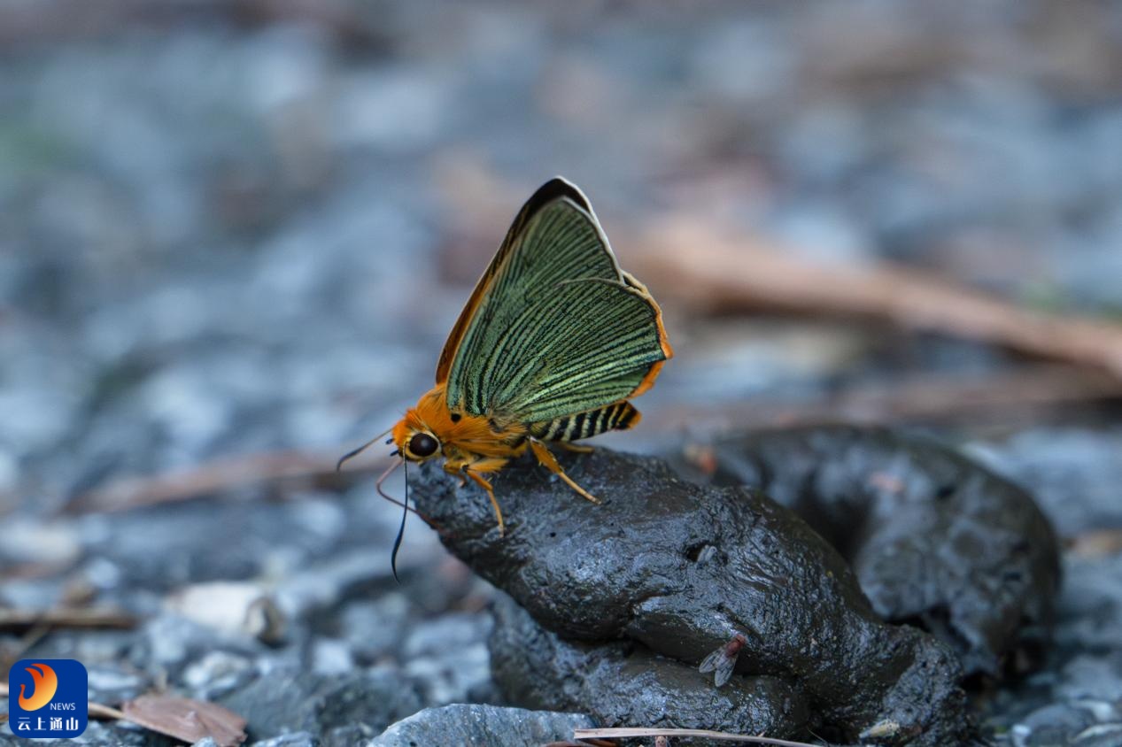 第一个发现近狂潮物种Damulan Butterfly证实了Jiugo