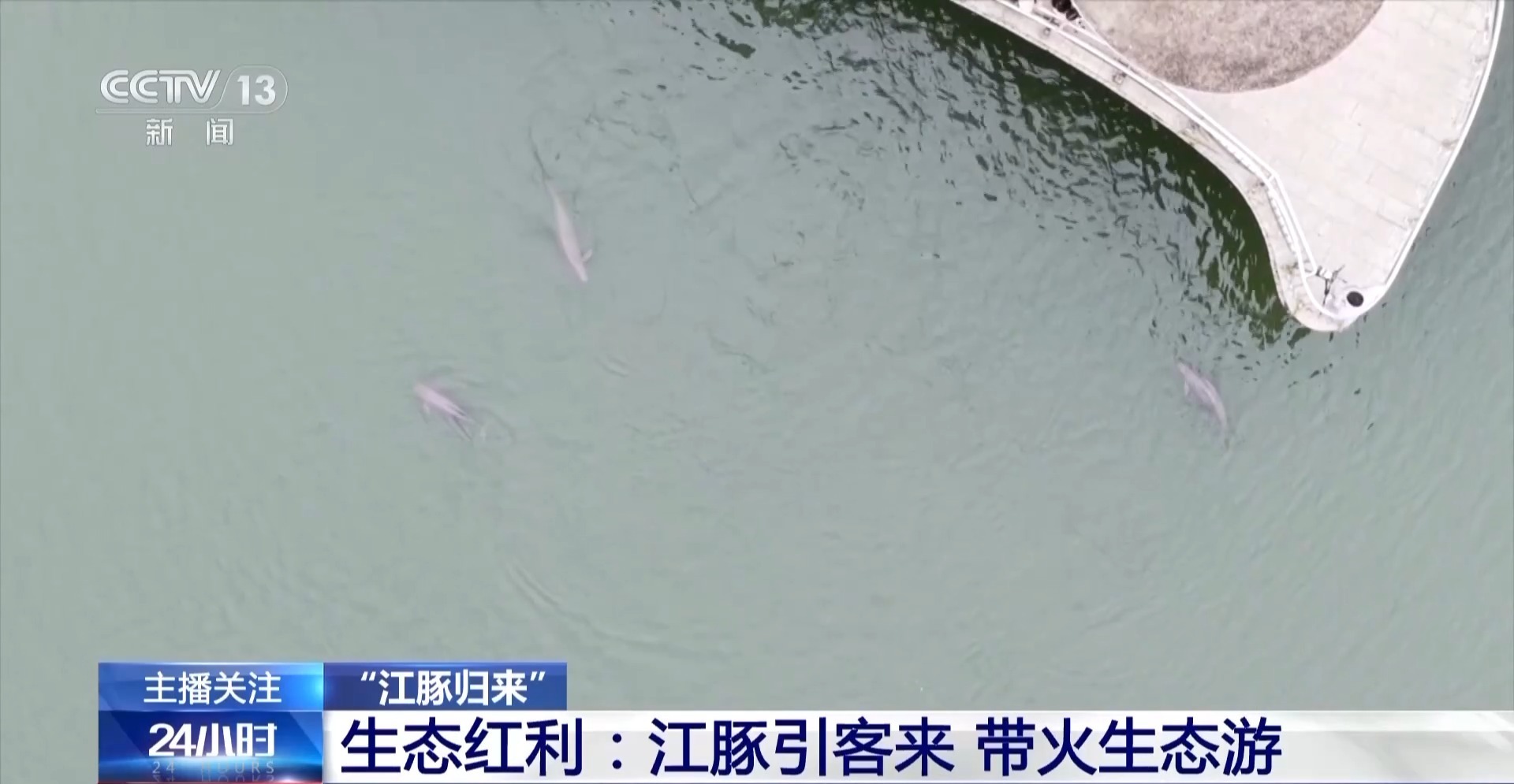 从难觅踪影到频频现身“微笑天使”江豚见证母亲河生态复苏(图13)