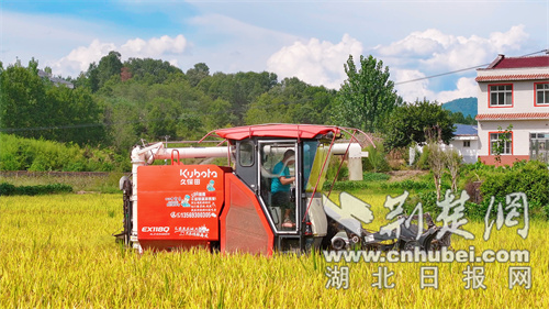 Zhushan县黄色泥土收获