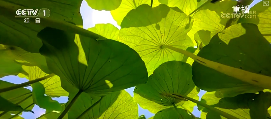 水上，水下，天空，海岸...从多个角度解锁了“