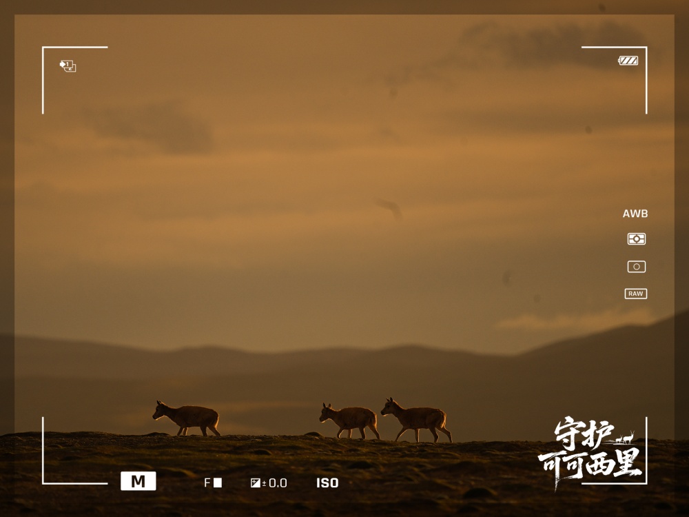 Kokoxili保护|西藏羚羊放置僵尸，我们发现有很多