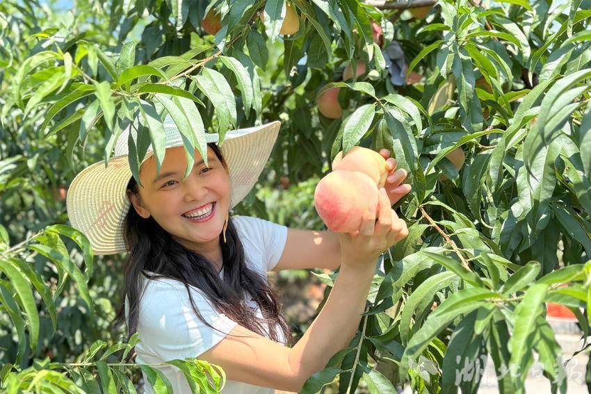 耶林：Xiling峡谷河岸的新鲜桃子香水，酥脆而甜