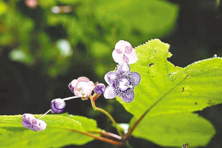大区域的植物世界盛开的680多个“巨型大熊猫”