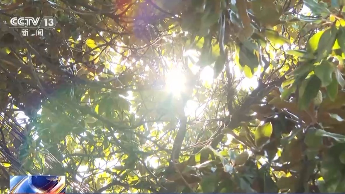 在秋天，秋天没有“秋天的老虎”。如何在秋季