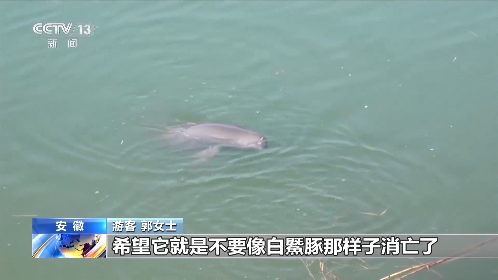 从难觅踪影到频频现身“微笑天使”江豚见证母亲河生态复苏(图16)