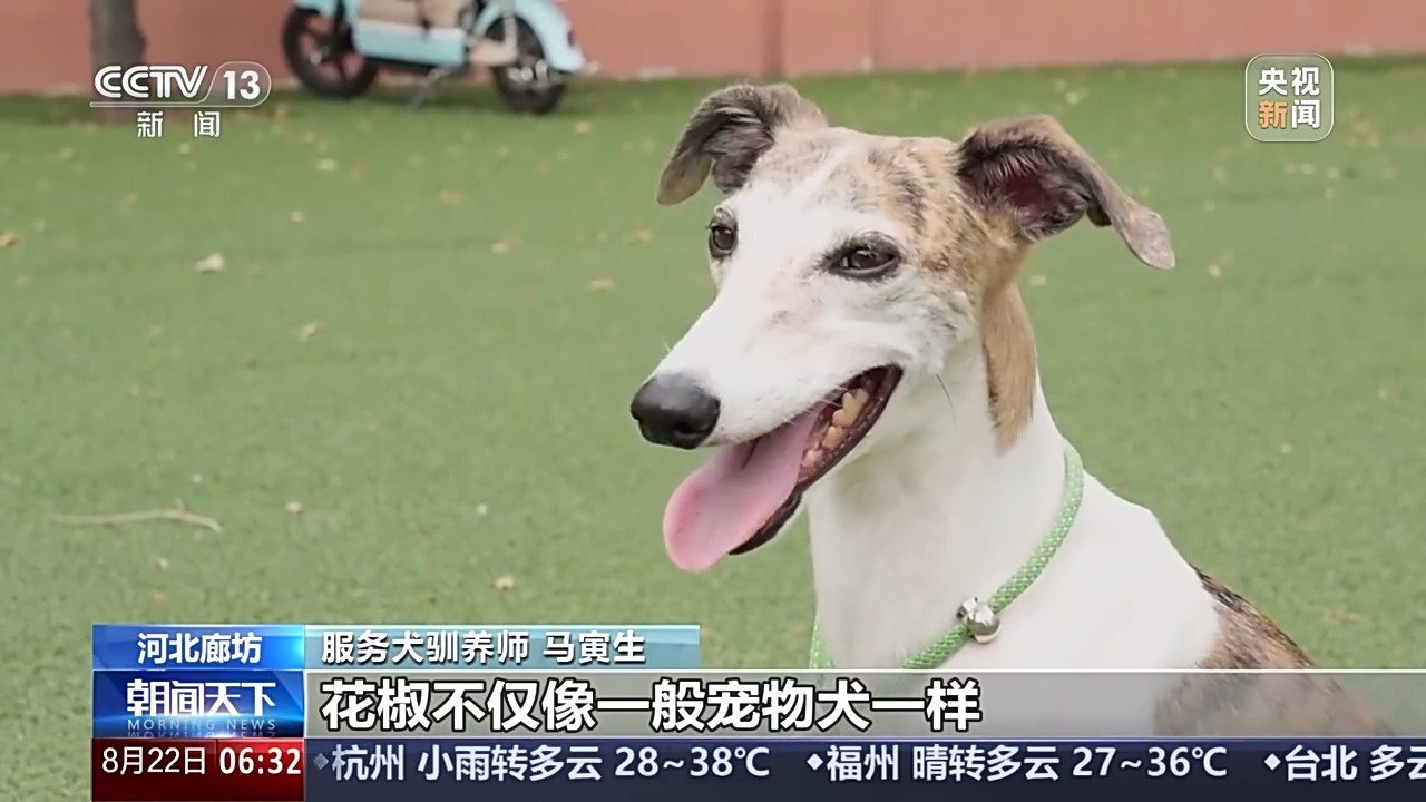 宠物服务的增长大于72％，年轻人将加入这个新兴