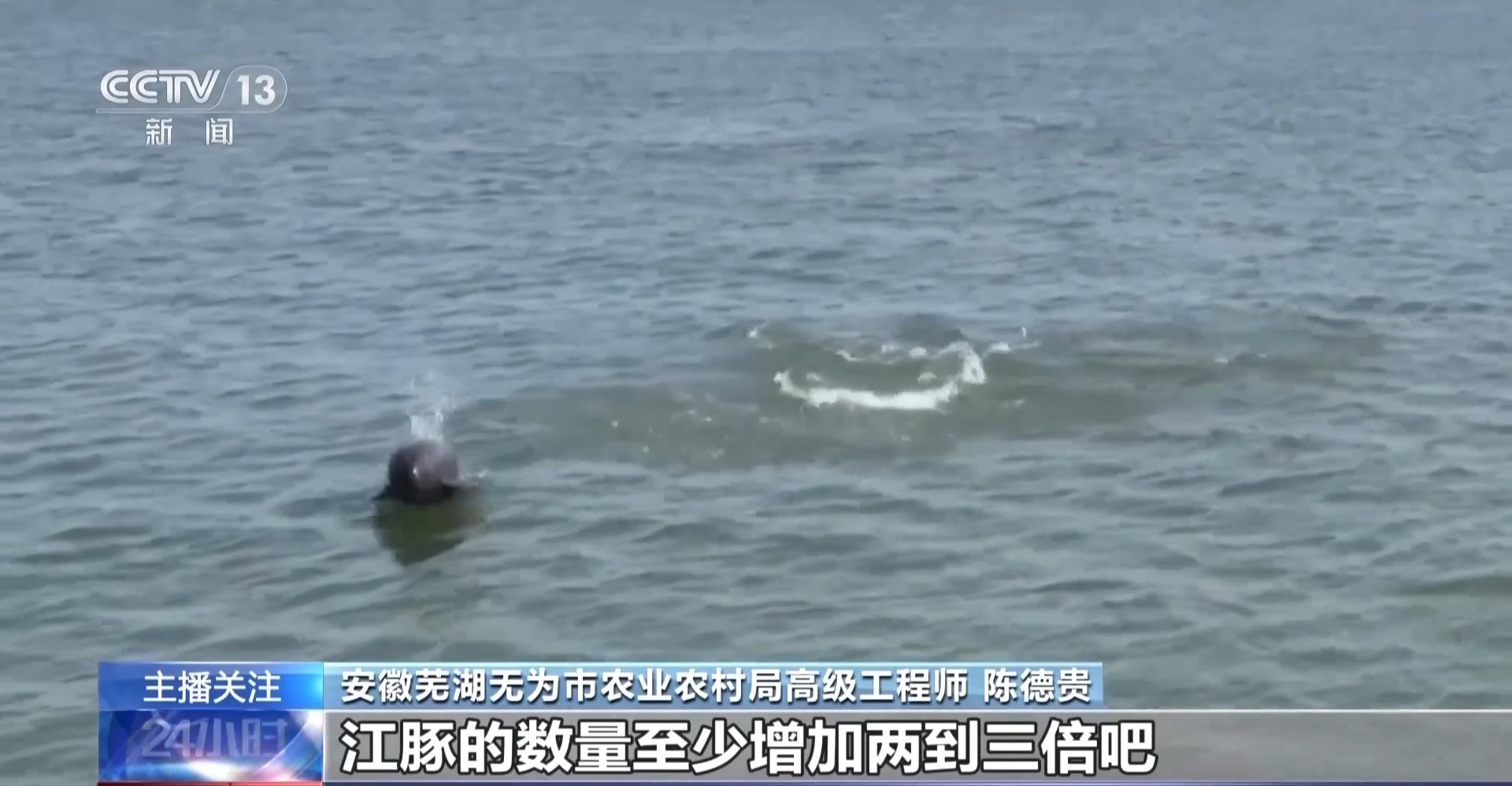 从难觅踪影到频频现身“微笑天使”江豚见证母亲河生态复苏(图3)