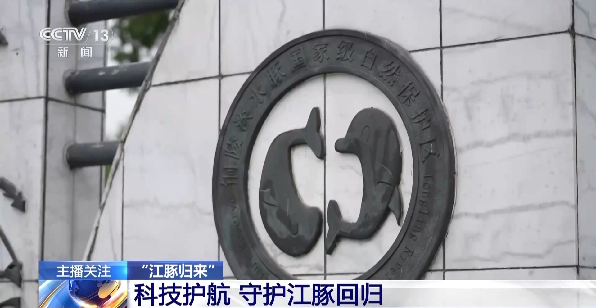 从难觅踪影到频频现身“微笑天使”江豚见证母亲河生态复苏(图9)
