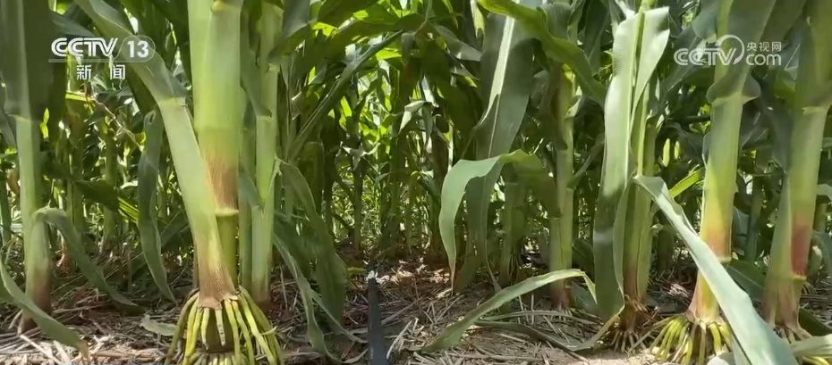 技术赋予干旱能力并维持收获保险杠，以及许多