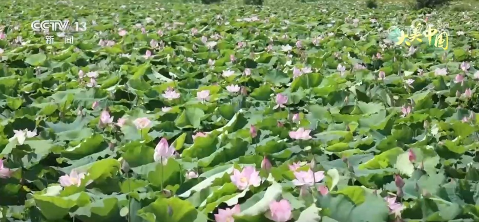 特殊产品成为使用振兴的“黄金种子”，农业，