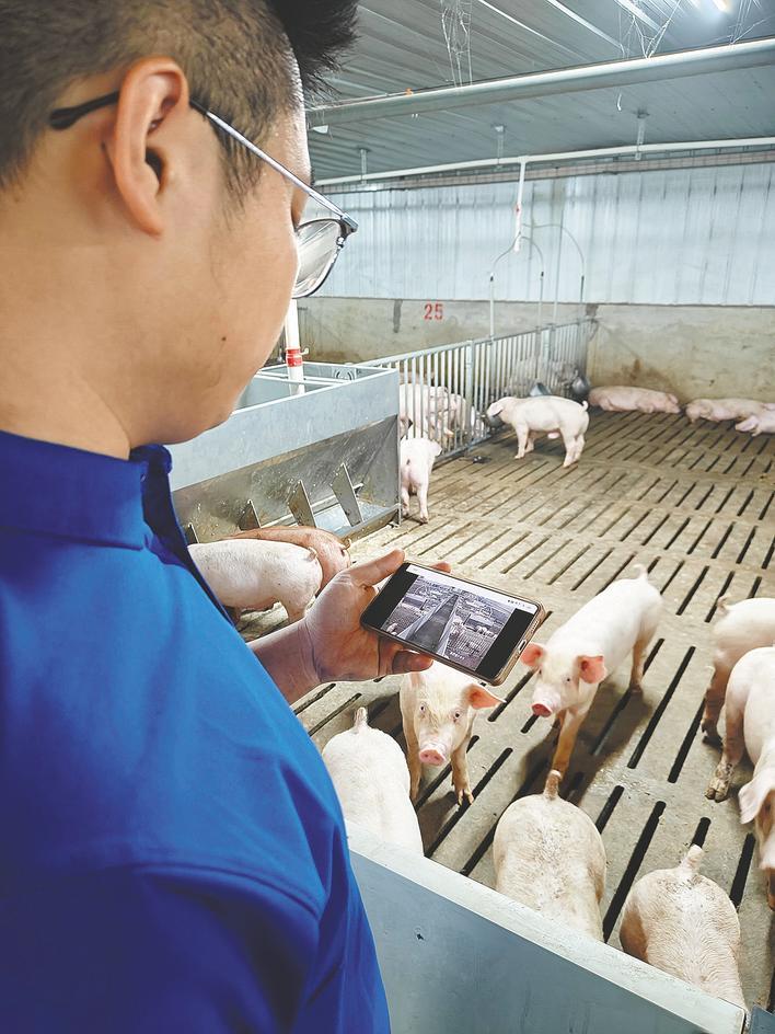 AI法官认为猪因咳嗽而生病。 “云”每人可以饲