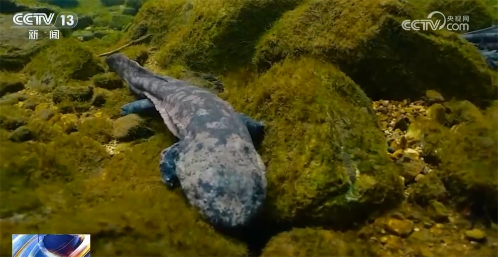 一幅新的绿色开发绘画，“生态文明的建设”揭