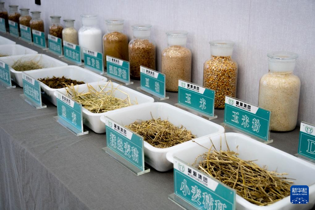 动画中国的研发|蒙古室内：让母牛和绵羊吃“大