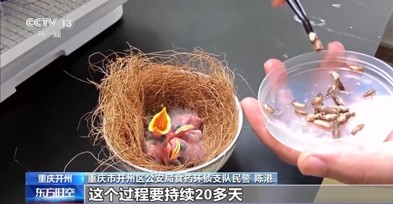 八年的救援支持野生动植物生活的“保护”