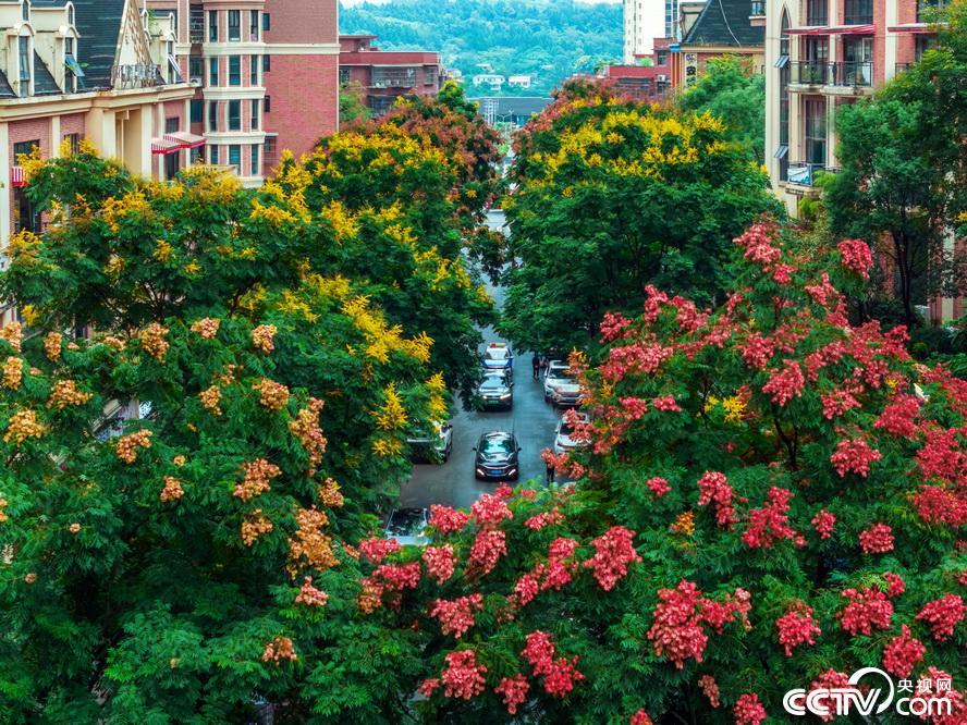 Ziyang，Sichuan：鲜花在整个城市盛开，车辆像前往
