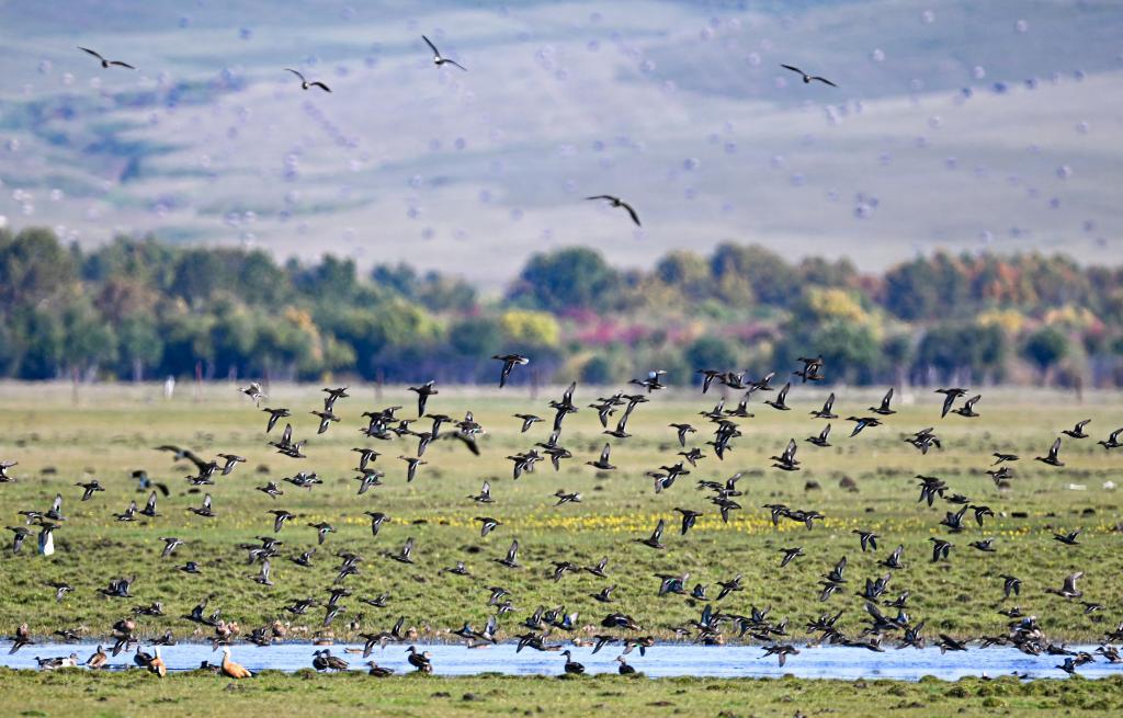“声音动作” 24太阳术语：白天和黑夜的白天与