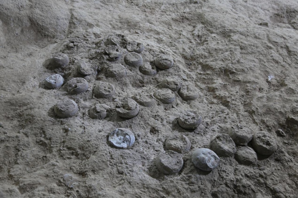 大约8600万年前，恐龙卵有“出生证明”