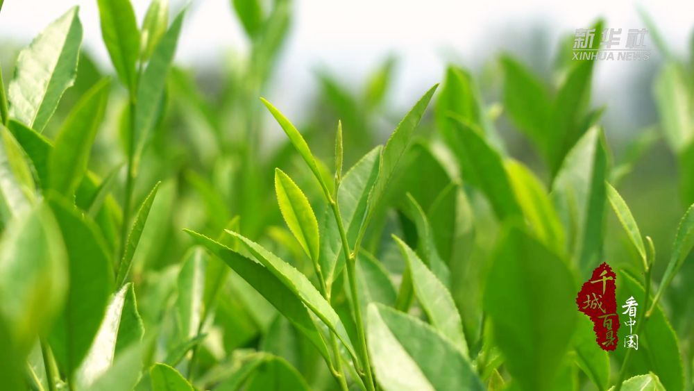 查看数千个城市和数百个县的中国。