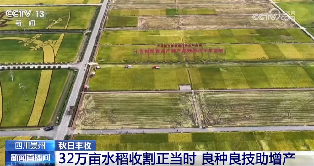 米饭和黄色水果的蛙果涂有“好种子和技能”和