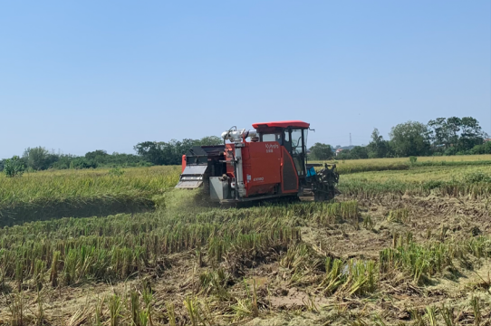 扬丹城市的稻米生产测试很棒