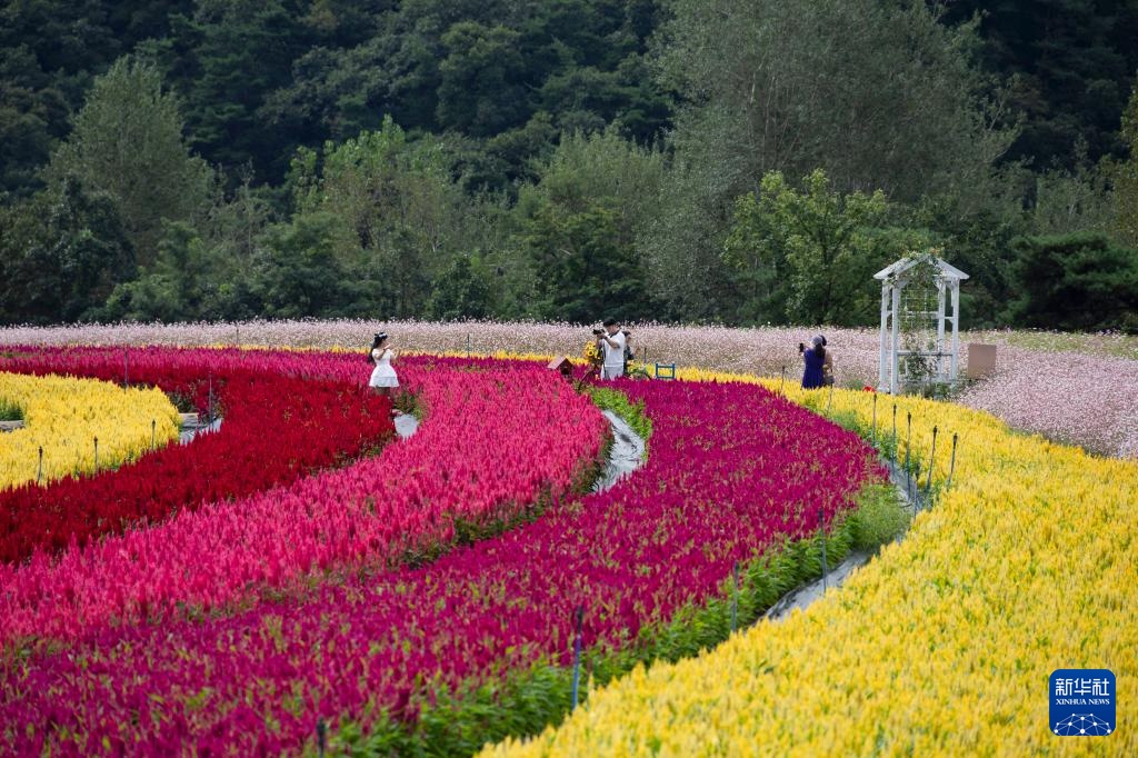 韩国Tatsuro：开花