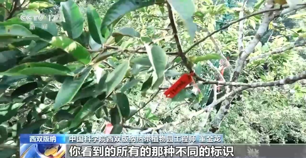 计算隐藏在Xishuangbanna的热带丛林中的“动物和魔